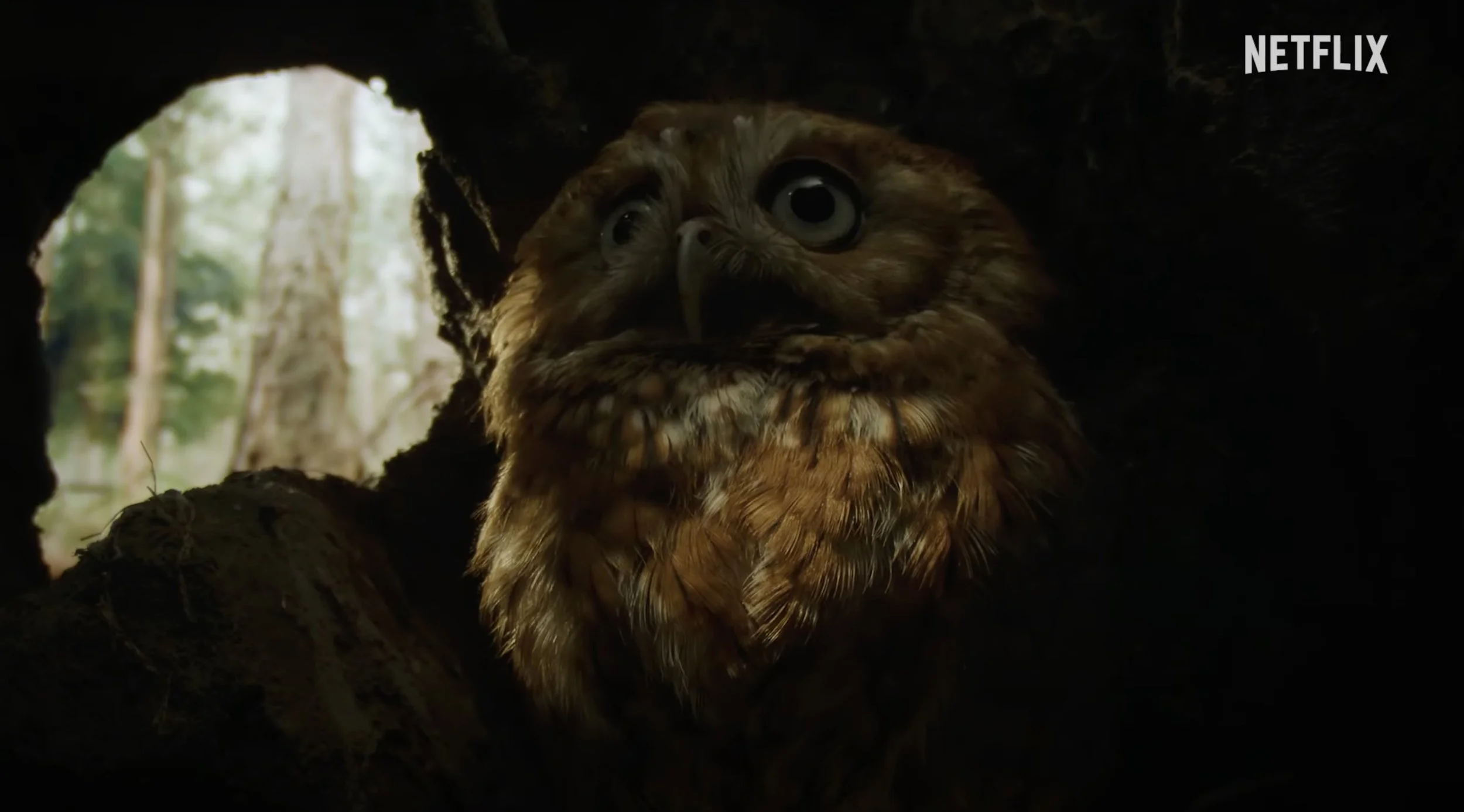 Trailer for the Netflix series of Blumhouse Nightmares of Nature triggers the horror in the Wild